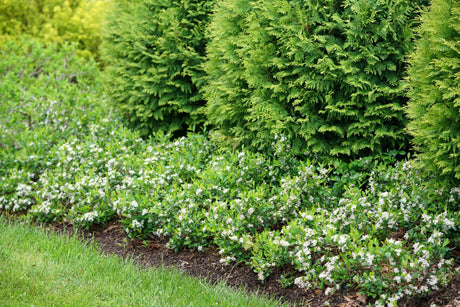 Ground Hug® Chokeberry (Aronia melanocarpa 'UCONNAM012') shrub detail, image 6 of 7.