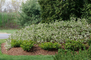 Ground Hug® Chokeberry (Aronia melanocarpa 'UCONNAM012') foliage and growth habit in the landscape.