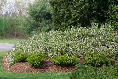 Ground Hug® Chokeberry (Aronia melanocarpa 'UCONNAM012') foliage and growth habit in the landscape.