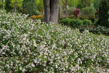 Detail view of Ground Hug® Chokeberry (Aronia melanocarpa 'UCONNAM012') showing plant structure and foliage.