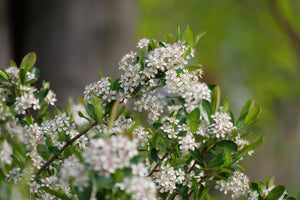 Ground Hug® Chokeberry (Aronia melanocarpa 'UCONNAM012'), a shrub featuring erect, multi-stemmed form.