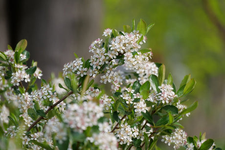 Ground Hug® Chokeberry (Aronia melanocarpa 'UCONNAM012'), a shrub featuring erect, multi-stemmed form.