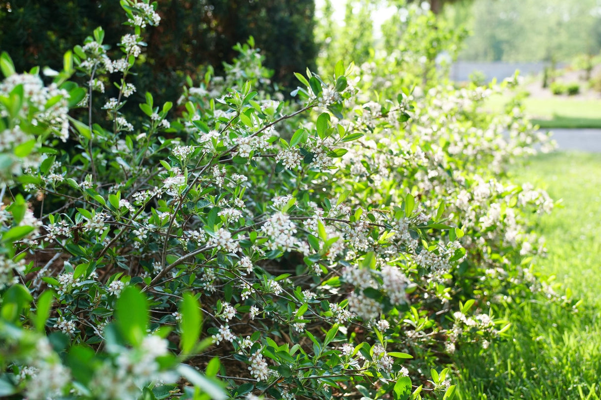 Ground Hug® Chokeberry (Aronia melanocarpa 'UCONNAM012') shrub detail, image 7 of 7.