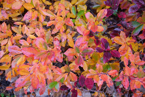 Ground Hug® Chokeberry (Aronia melanocarpa 'UCONNAM012') planted in a residential landscape.