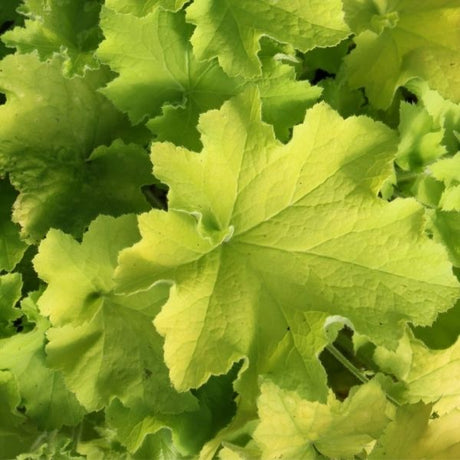 Guacamole Coral Bells - Nature Hills Nursery - #1 Container - 