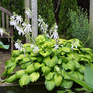 Guacamole Hosta