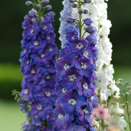 Guardian Mix Larkspur - Perennial - Nature Hills Nursery - 