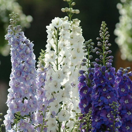Guardian Mix Larkspur - Perennial - Nature Hills Nursery - 
