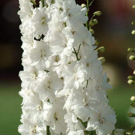 Guardian Mix Larkspur - Perennial - Nature Hills Nursery - 