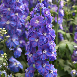 Guardian Mix Larkspur - Perennial - Nature Hills Nursery - 