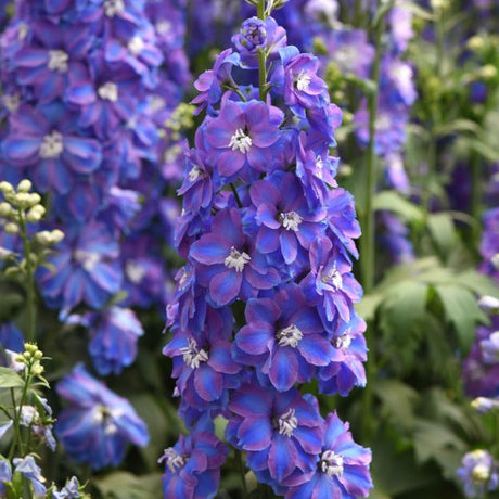 Guardian Mix Larkspur - Perennial - Nature Hills Nursery - 