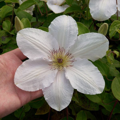 Guernsey Flute™ Clematis - Nature Hills Nursery - #1 Container - 