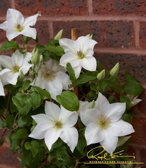 Guernsey Flute™ Clematis