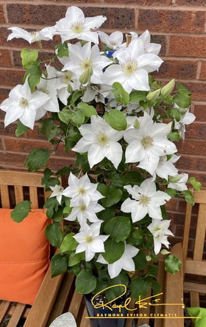 Guernsey Flute™ Clematis