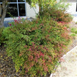 Gulf Stream Heavenly Bamboo - Nature Hills Nursery - #1 Container - 