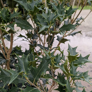 Gulftide Osmanthus - Nature Hills Nursery - #2 Container - 