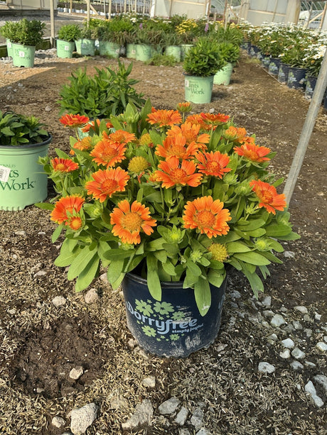 Gusto Orange Zest Blanket Flower covered in bright orange daisy flowers