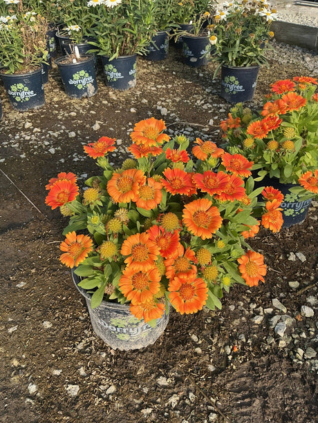 Close view of Gusto Orange Zest Blanket Flower orange blooms