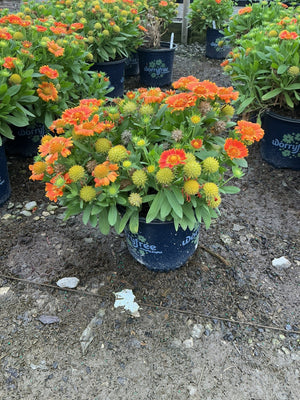 Gusto Orange Zest Blanket Flower compact mound in bloom