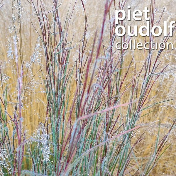 Ha Ha Tonka Little Bluestem Grass Close up Red Stems