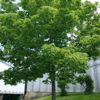 Hackberry Tree In Spring Hackberry Tree | Buy at NatureHills.com