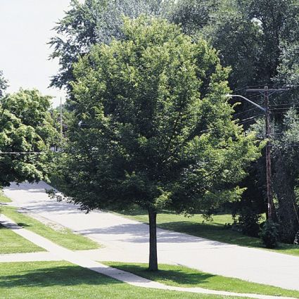 Hackberry Tree (Celtis occidentalis) growing in a garden landscape, showing mature tree form.