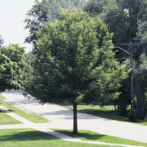 Hackberry Tree (Celtis occidentalis) growing in a garden landscape, showing mature tree form.