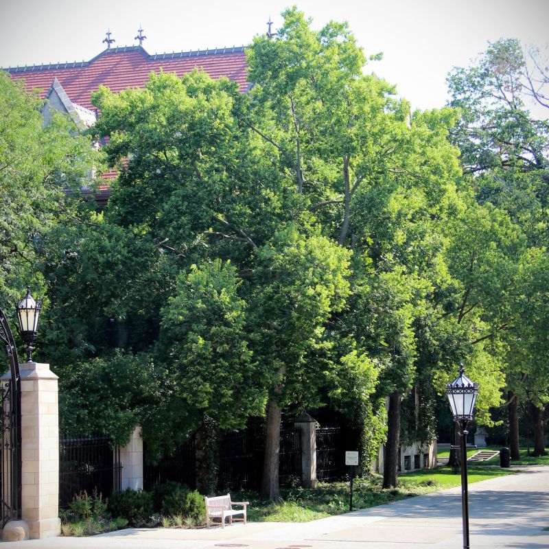 Hackberry Tree (Celtis occidentalis), a tree featuring green flowers and deciduous.