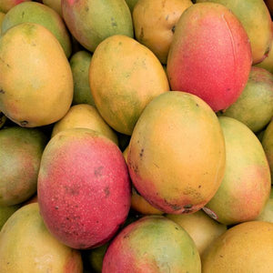 Haden Mango Tree - Nature Hills Nursery - #5 Container - 