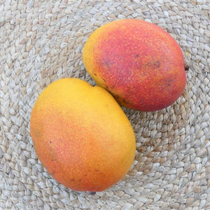 Haden Mango Tree - Nature Hills Nursery - #5 Container - 