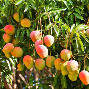 Haden Mango Tree - Nature Hills Nursery - #5 Container - 