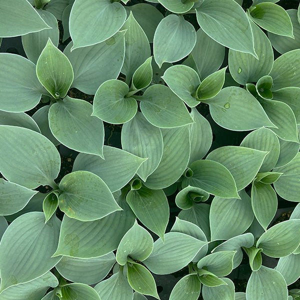 Hadspen Blue Hosta - Nature Hills Nursery - #1 Container - 