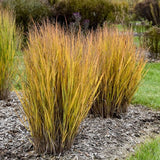 Half Pint Switch Grass - Nature Hills Nursery - #1 Container - 