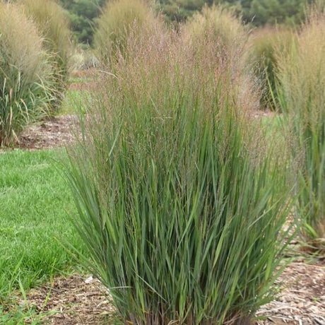 Half Pint Switch Grass - Nature Hills Nursery - #1 Container - 