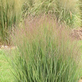 Half Pint Switch Grass - Nature Hills Nursery - #1 Container - 