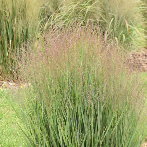 Half Pint Switch Grass in Landscape