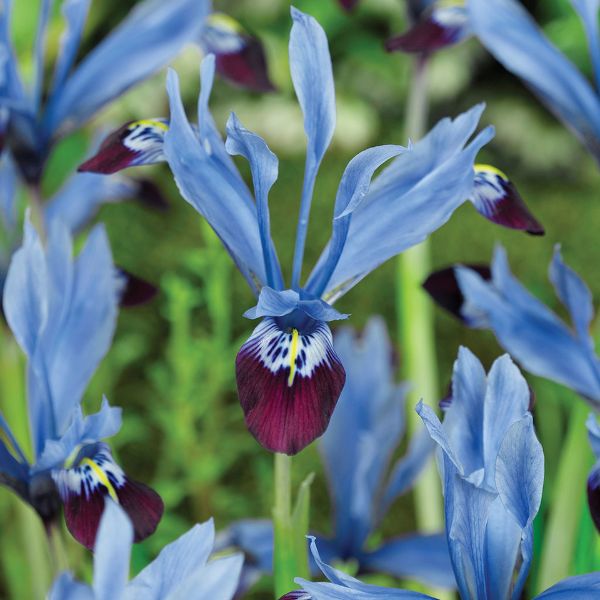 Halkis Dutch Iris - Nature Hills Nursery - 25 Pack Bulbs - 