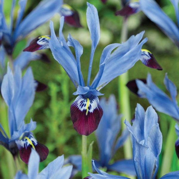 Halkis Dutch Iris Blooms