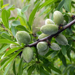 Hall's Hardy Almond Tree - Nature Hills Nursery - #3 Container - 