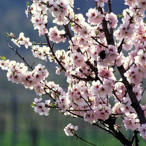 Hall's Hardy Almond Tree - Nature Hills Nursery - #3 Container - 