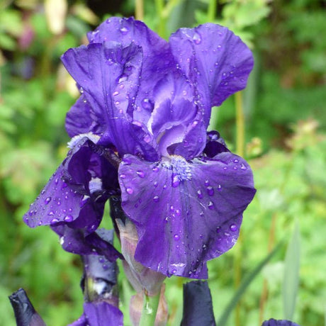 Halston Bearded Iris - Perennial - Nature Hills Nursery - 1 Container - 