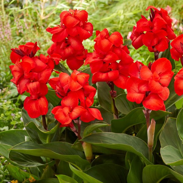 Happy Carmen&reg; Canna - Nature Hills Nursery - 5 Pack Bulbs - 