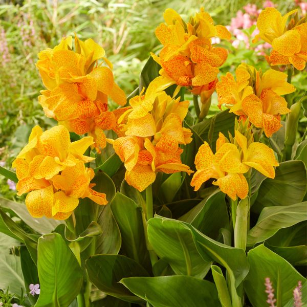 Happy Emily&reg; Canna - Nature Hills Nursery - 5 Pack Bulbs - 
