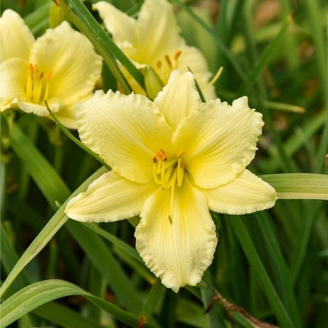 Happy Ever Appster&reg; Big Time Happy Daylily - Nature Hills Nursery - #1 Container 2 Pack - 