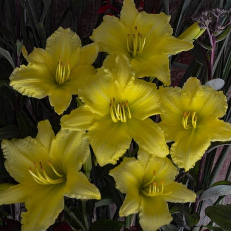 Happy Ever Appster&reg; Big Time Happy Daylily - Nature Hills Nursery - #1 Container 2 Pack - 