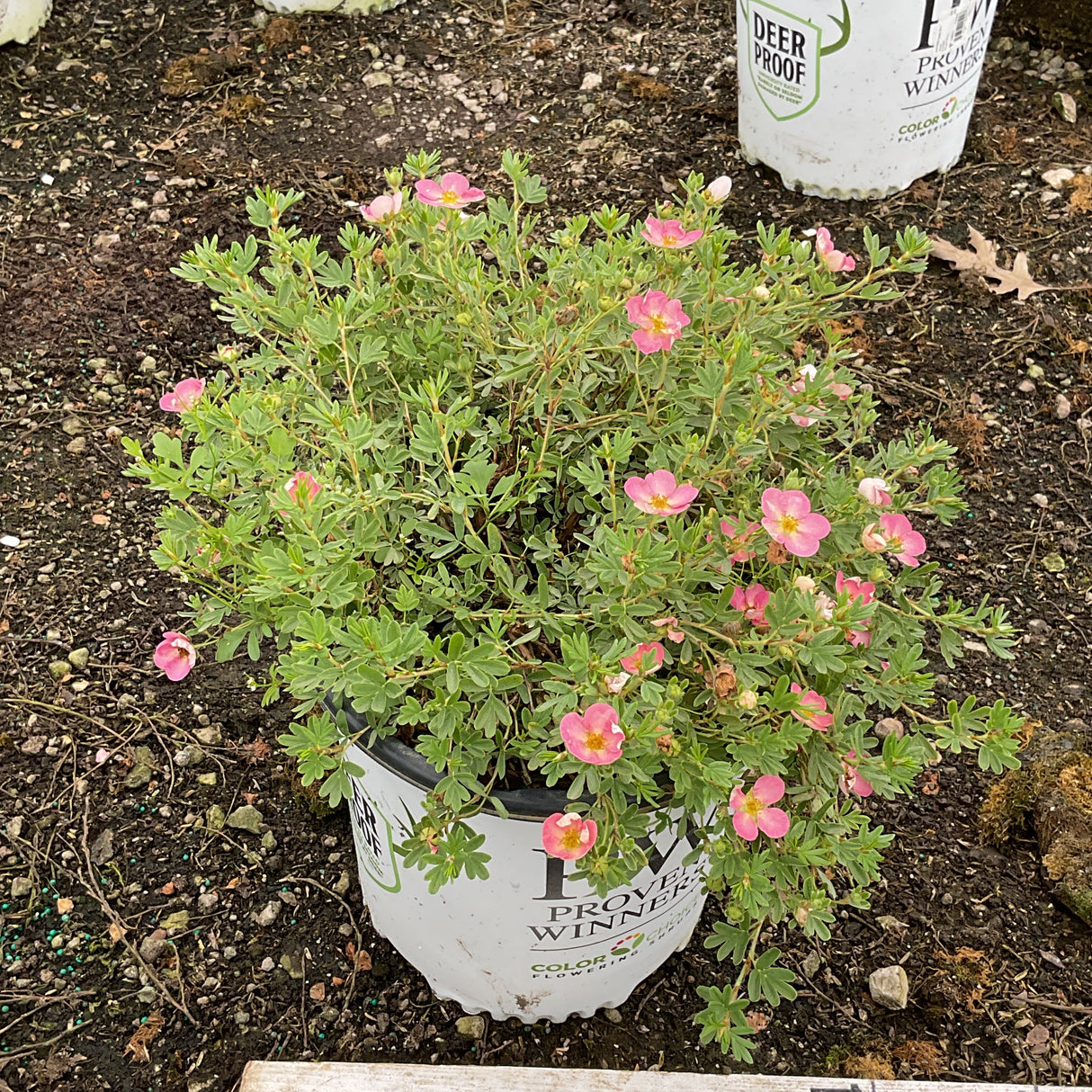 Happy Face Hearts® Potentilla