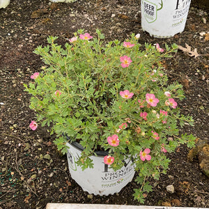 Happy Face Hearts® Potentilla