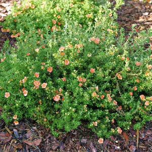 Proven Winners? Happy Face? Orange Potentilla
