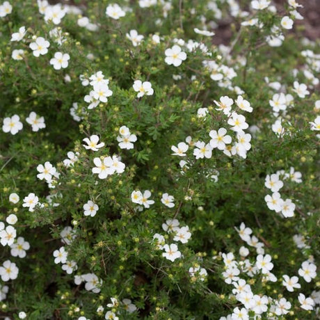 Happy Face® White Potentilla - Bush - Nature Hills Nursery - 2 Container - 