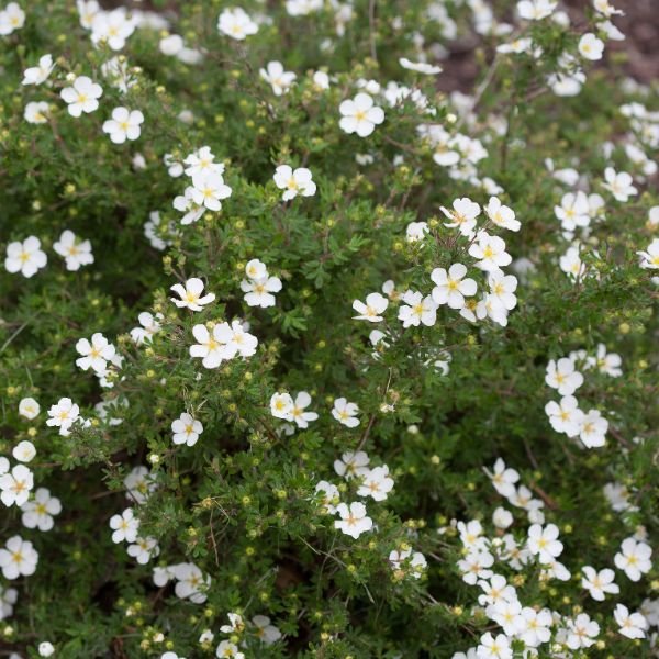 Happy Face® White Potentilla - Bush - Nature Hills Nursery - 2 Container - 